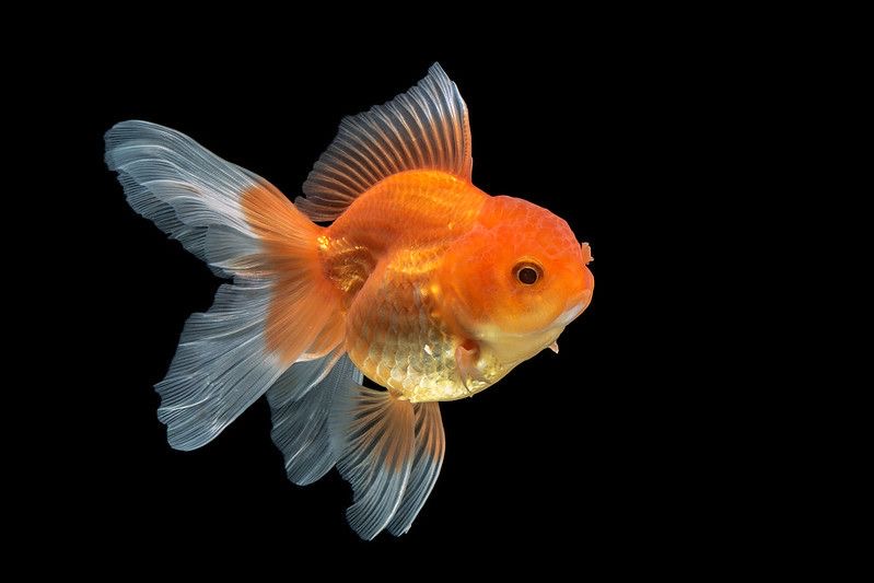 Solutions and Their&nbsp;Properties